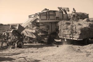 Black and white image of reed harvesting taking plan with trailer full of reed being fed into machine