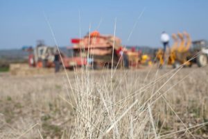 Field with machinery and team in background showing harvesting of crops by RJ Matravers Master Thatcher team